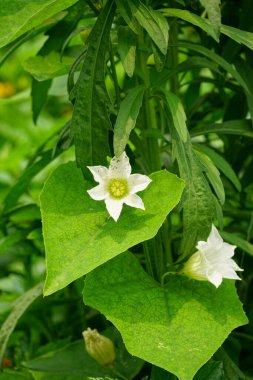 Bahçedeki güzel çiçekler
