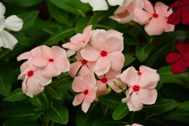 Renkli çiçeklerin arkaplan resmi, arka plan doğası