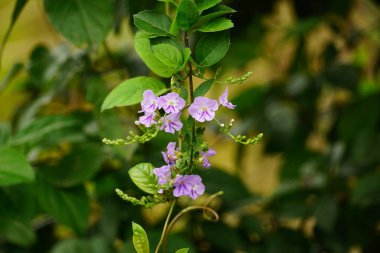 Güzel botanik fotoğrafı, doğal duvar kağıdı.