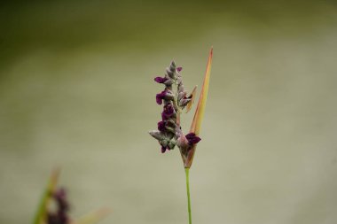 Güzel botanik fotoğrafı, doğal duvar kağıdı.