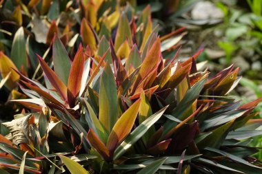 Yeşil santrali kapatın.