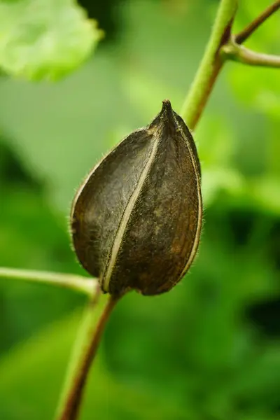 Yeşil bir yaprağa yaklaş