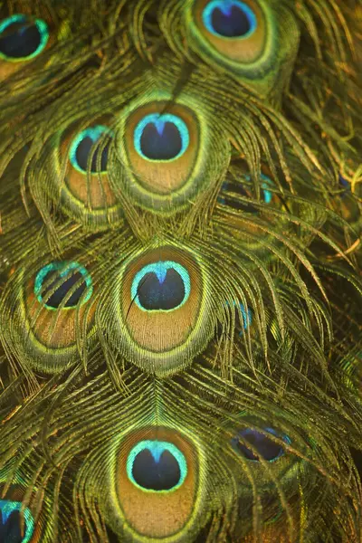 Tüyleri ve boncukları olan tavuskuşu.