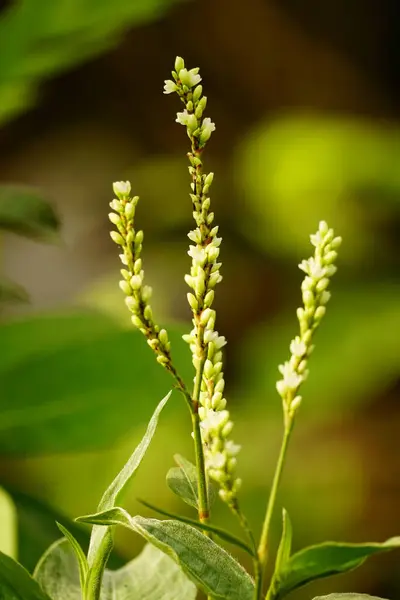 Güzel botanik fotoğrafı, doğal duvar kağıdı.