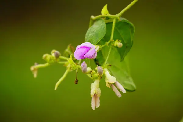 Güzel pembe çiçeklerin yakın görüntüsü