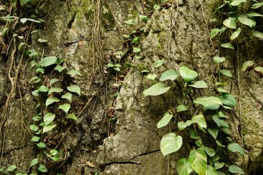 eski ahşap doku arka plan, ahşap doku
