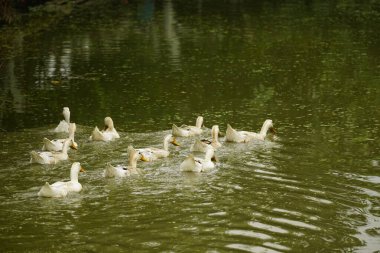 Gölde beyaz kuğular