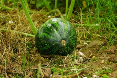 Tarlada büyük siyah karpuz.