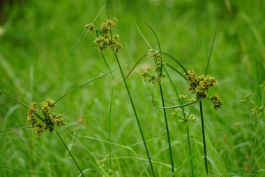Ormanda güzel yeşil çimenler
