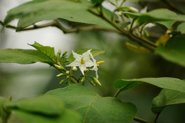 Bahçedeki beyaz çiçek
