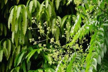 Güzel botanik fotoğrafı, doğal duvar kağıdı.