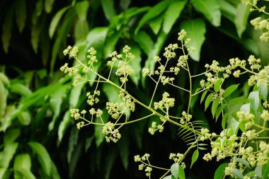 doğanın yeşil yaprak yakın çekim