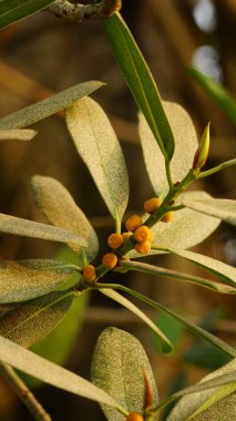 Güzel botanik fotoğrafı, doğal duvar kağıdı.