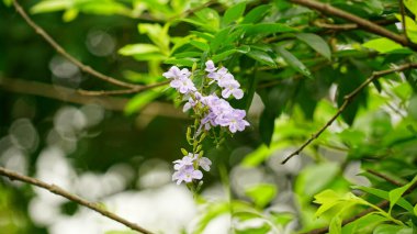 Bahçedeki güzel orkide çiçeği