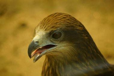 Doğadaki altın kartal