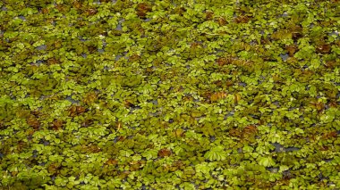 Sonbahar yapraklarının arkaplanı