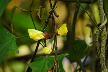 Bahçedeki sarı çiçekler