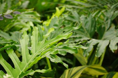 tropik bir bitki yaprak yeşil