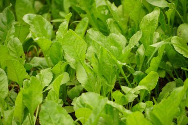 bahçede yeşil salata