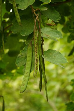 yeşil yapraklar, bitkiler ve yapraklar