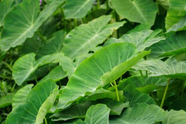 Bahçedeki bir ağacın yeşil yaprakları