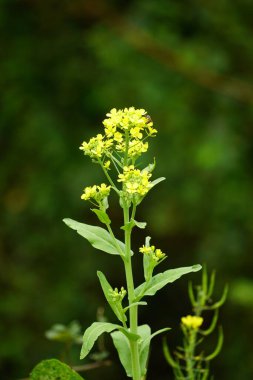 Bahçedeki sarı çiçekler