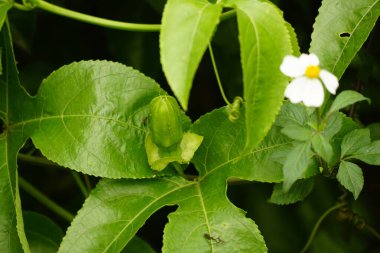 doğanın beyaz çiçekler