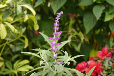 Bahçedeki yüksükotu bitkisinin mor çiçeği (purpurea rea purpurpurrea)