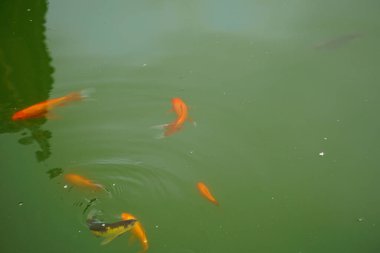 Gölde yüzen renkli balıkların yakın plan çekimi.