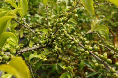 yeşil zeytinler ağaçta, doğa