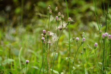 Bahçedeki güzel çiçekler
