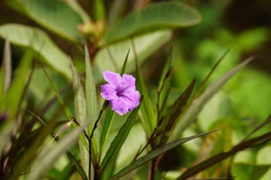 Bahçedeki güzel çiçekler