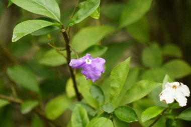 Mor renkli çiçekler doğada