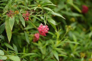 Bahçedeki kırmızı çiçekler