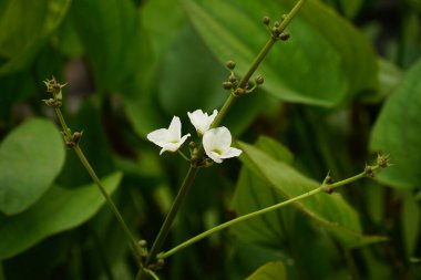 Güzel botanik fotoğrafı, doğal duvar kağıdı.