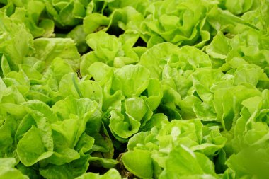 Çiftlikte taze yeşil marul salatası sebzesi