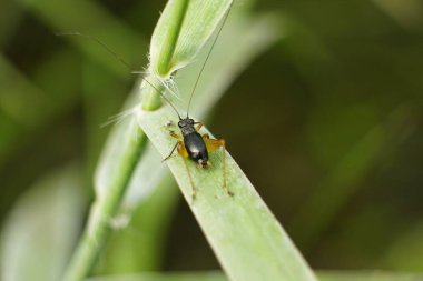 Bir böceğin yakın çekim görüntüsü.