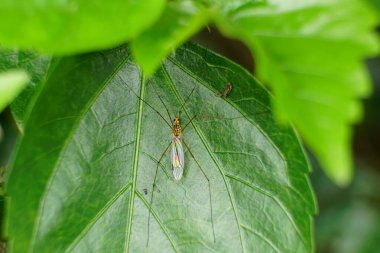 Güzel bir böceğin yakın plan fotoğrafı.