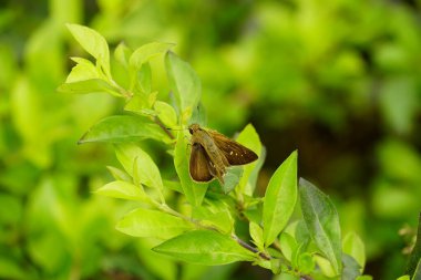 Yeşil yapraklı kelebek, bitki örtüsü ve fauna, fauna