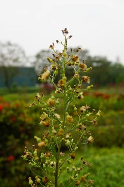 Bahçedeki yeşil bitki