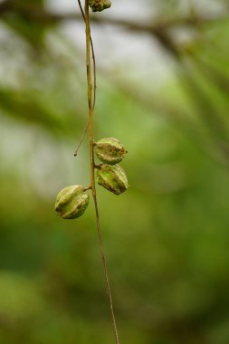 Ormanda yeşil yapraklar