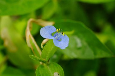 Bahçede mavi ve sarı çiçekler