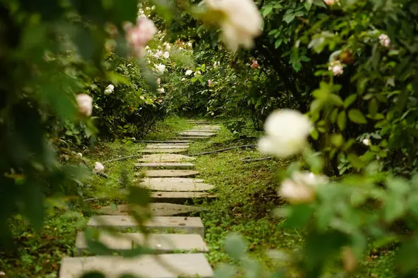Ormanın güzel manzarası