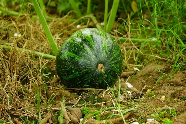 Tarlada büyük siyah karpuz.