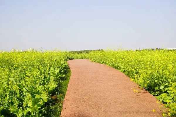 Tarladaki güzel çiçekler