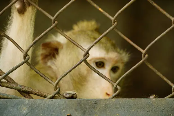 bir kafeste maymun