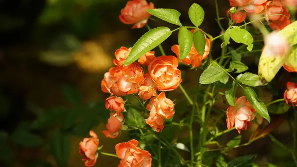 Bahçedeki güzel kırmızı çiçekler
