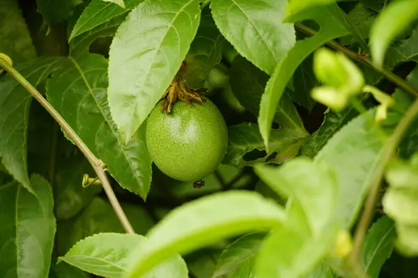 Ağaçta yaprak olan taze yeşil limon, yakın plan, seçici odaklanma.