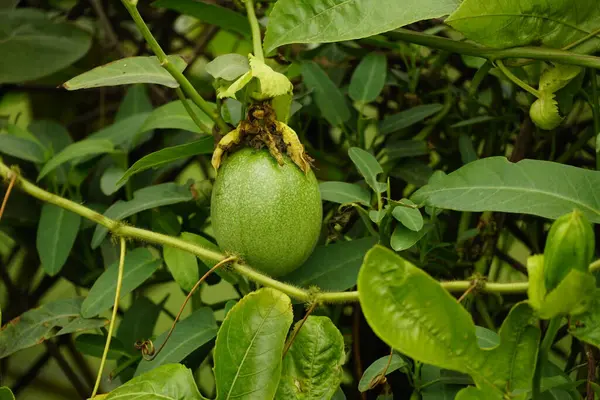 Bahçedeki papaya ağacına yakın.