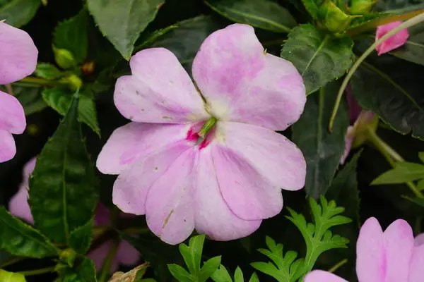 Bahçedeki güzel pembe çiçek